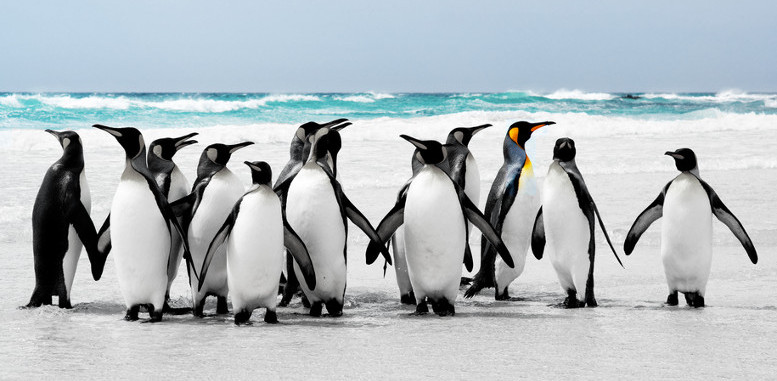 King Penguins at Volunteer Point, Falkland Islands
